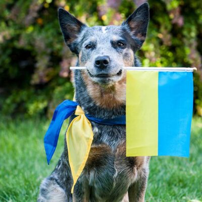 help animals ukraine