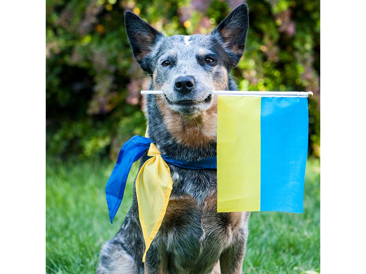 Here’s How You Can Help Support Animals in Ukraine