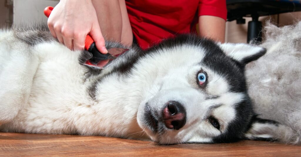 husky. dog shedding season