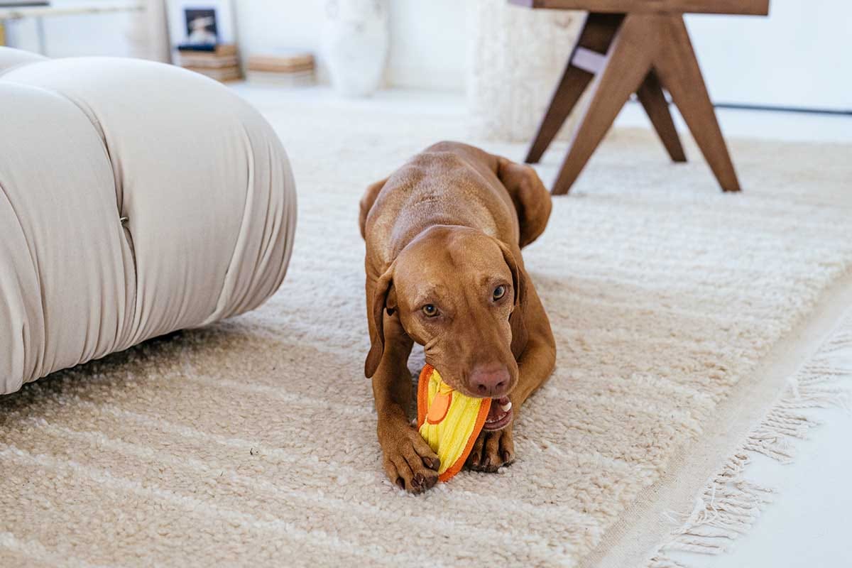 Can Dogs Have Autism? What to Know About CDB.