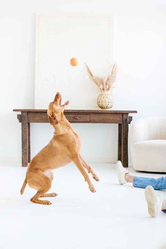 dog playing fetch
