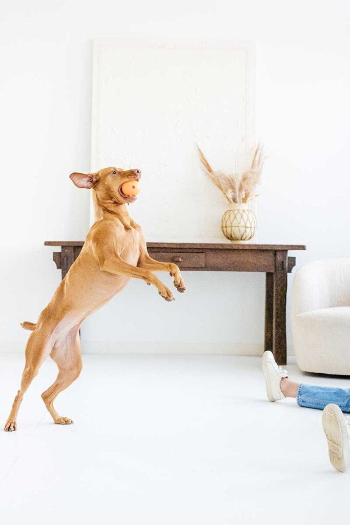 dog playing