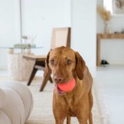 dog with ball in mouth