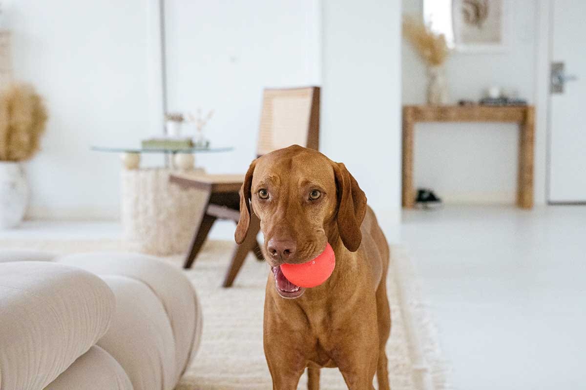 Don’t Tell Your Dog to ‘Stay Quiet’. Give Them Something to Do.