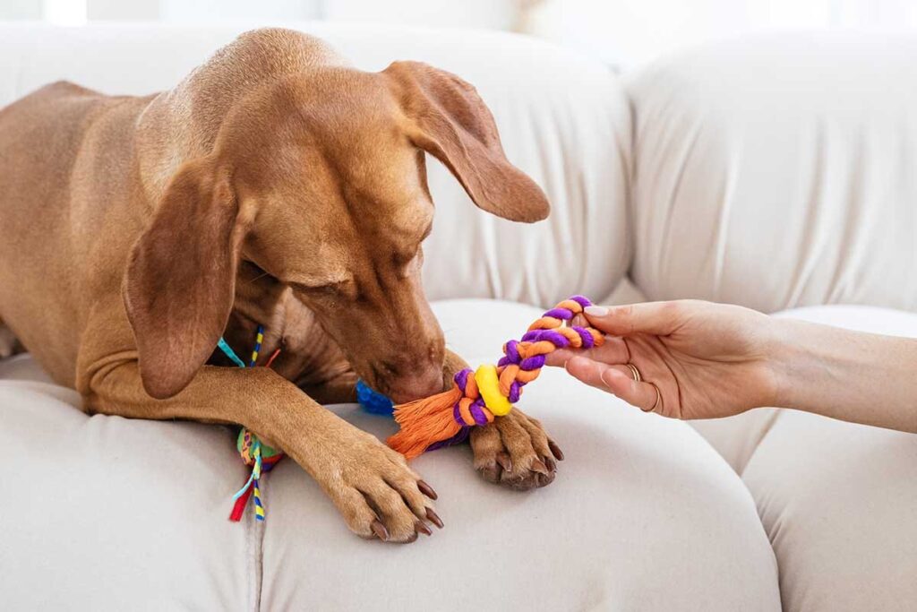 dog playing with toys