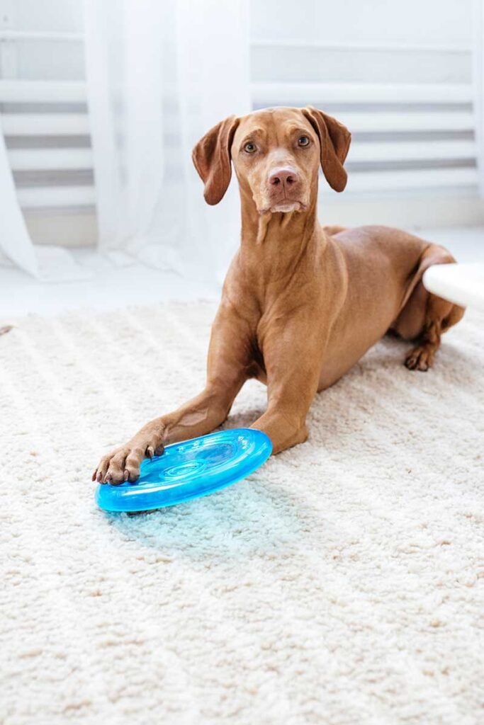 dog with an orka flyer disc
