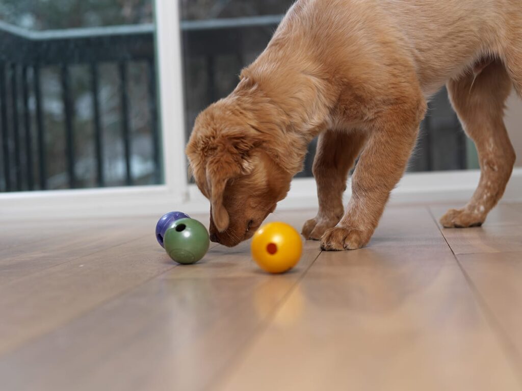 dog sniffing balls