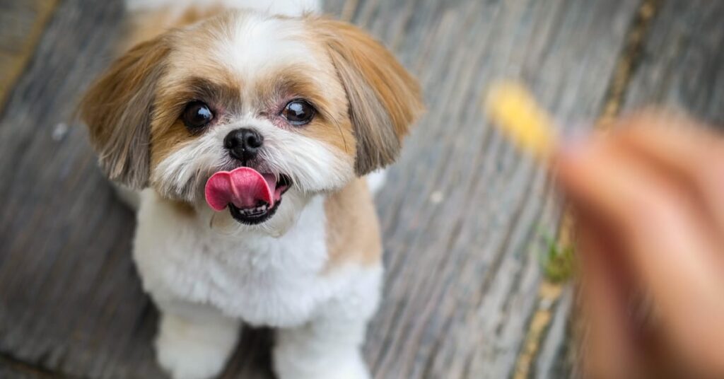 best toys for shih tzu