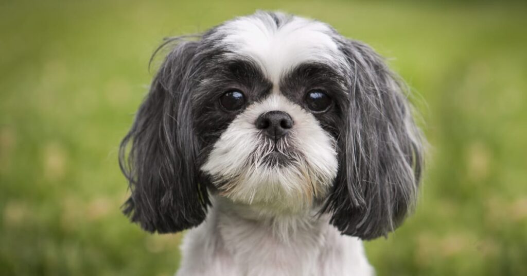 best toys for shih tzu