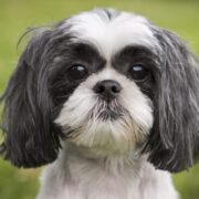 best toys for shih tzu