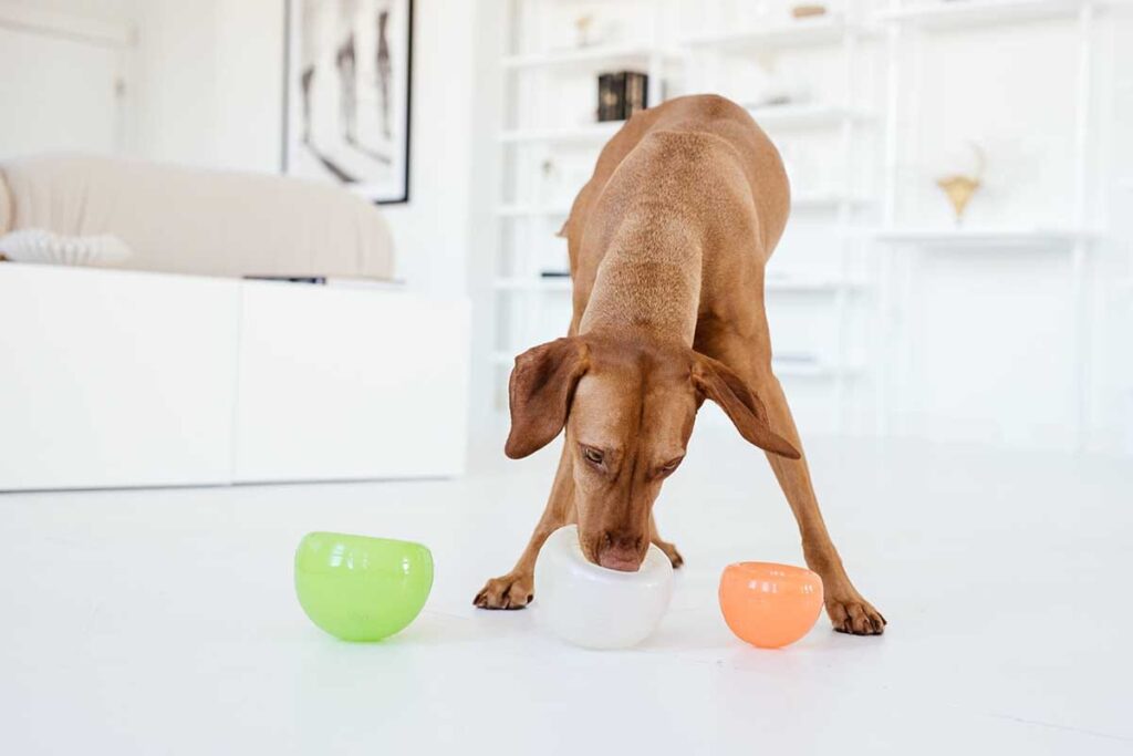 what colors do dogs see
