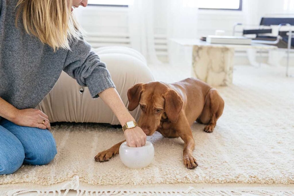 dog enrichment