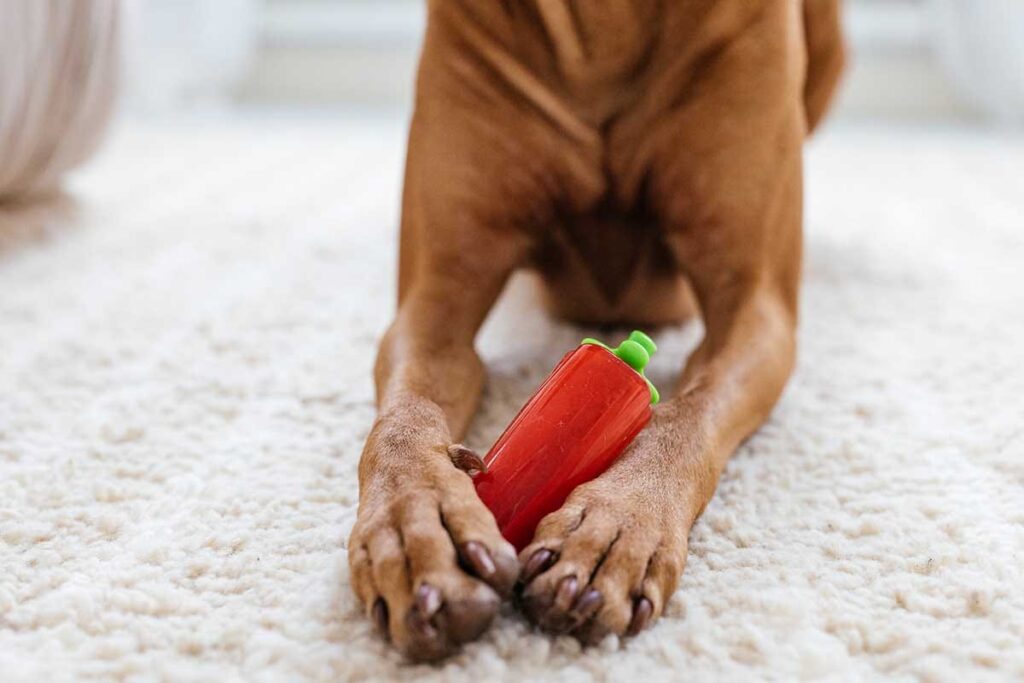 dog paws holding a toy