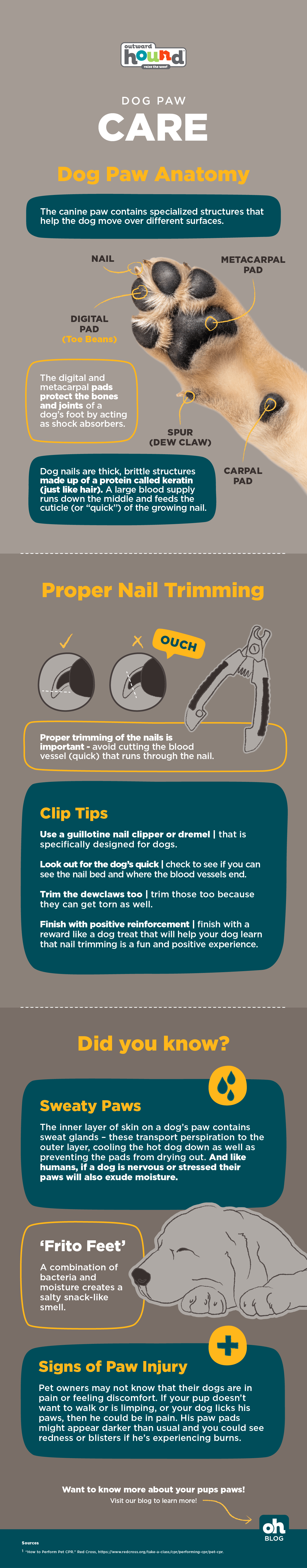 dog paw anatomy infographic