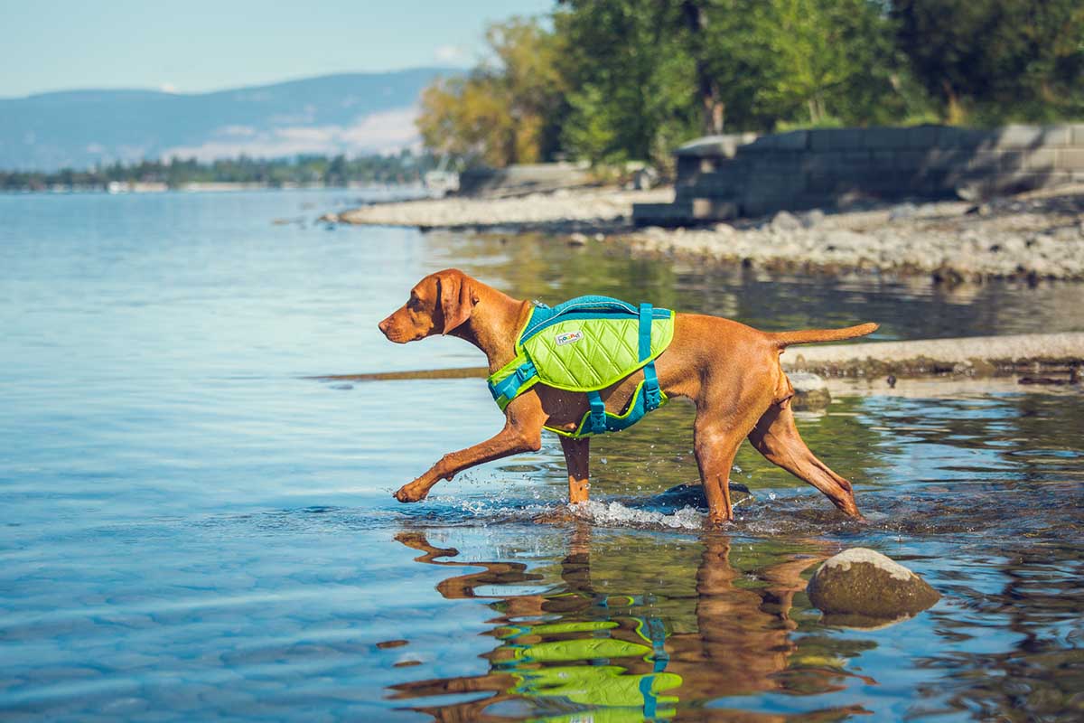 Can All Dogs Swim?