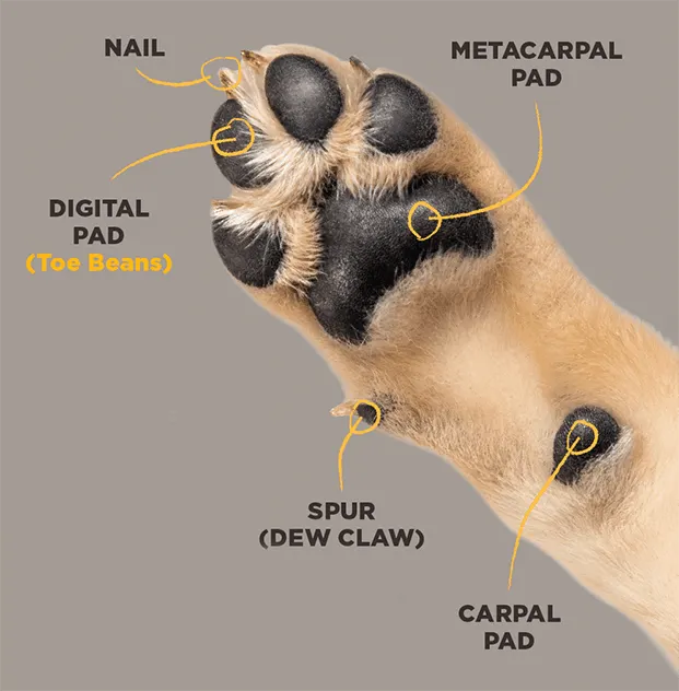 dog paw anatomy