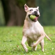 why do dogs get the zoomies