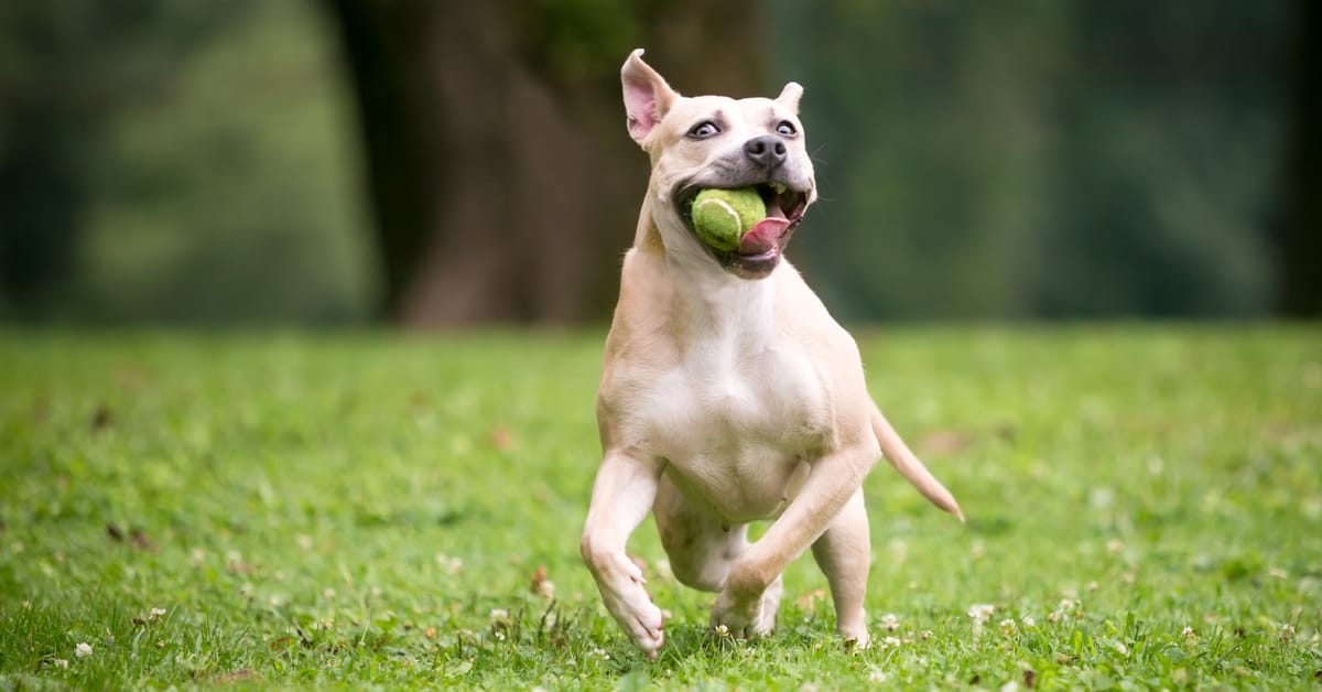 Why Do Dogs Get the Zoomies?