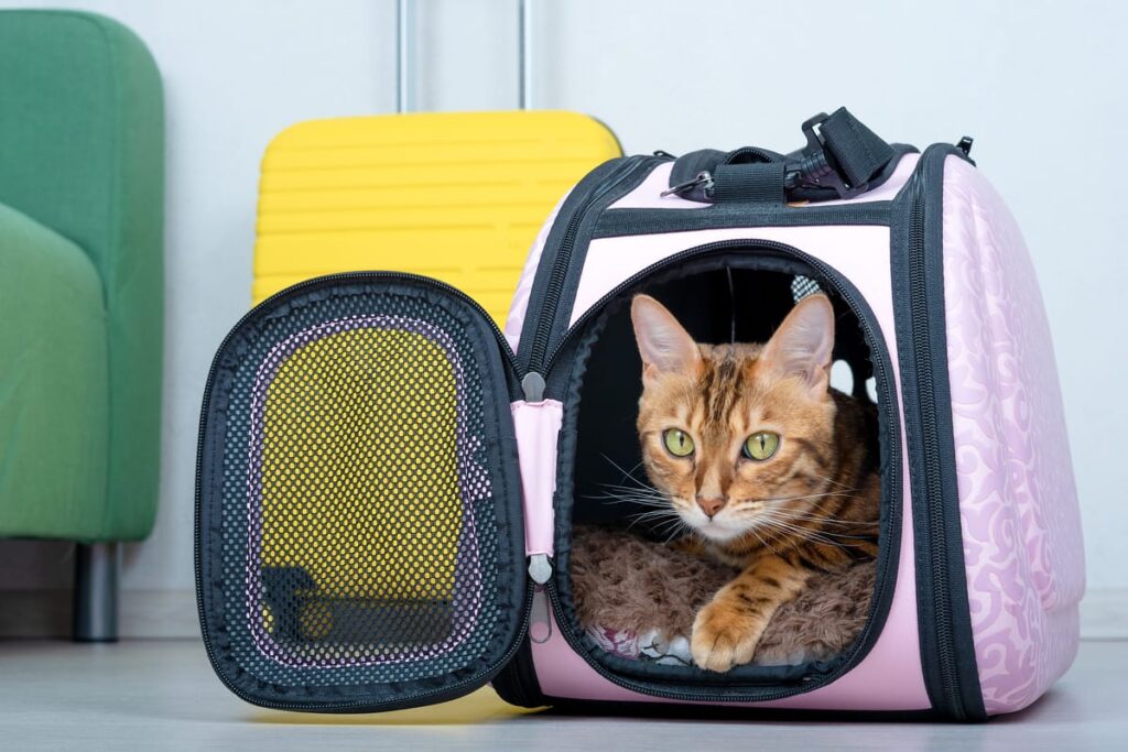 how to travel with a cat in a car