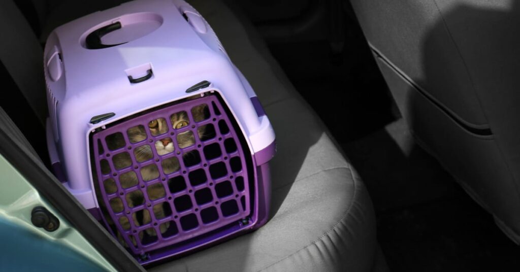 how to travel with a cat in a car