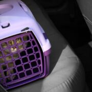 how to travel with a cat in a car