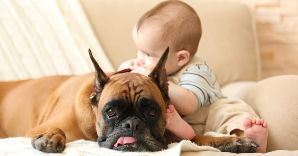 how to get your dog used to a new baby