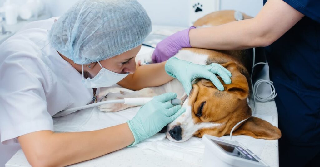 dog dental cleaning