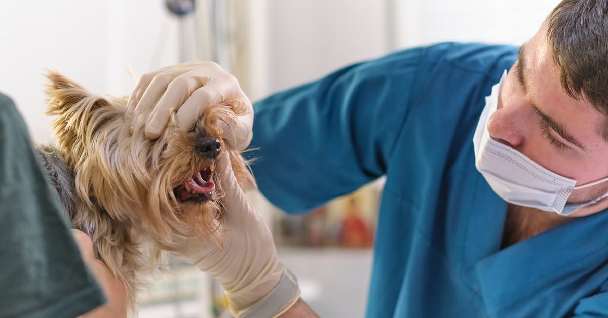 My Dog’s Gums Are Bleeding! Time to Go to the Dentist?