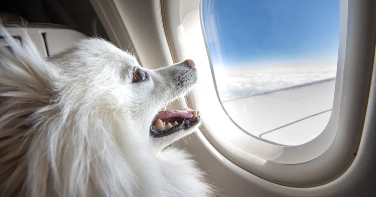 What to Know About Flying with Your Dog for the First Time