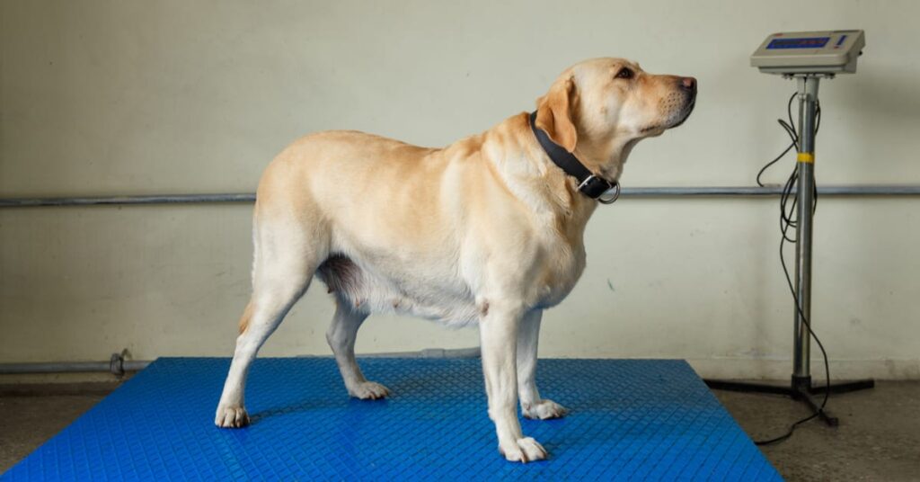 dog on scale