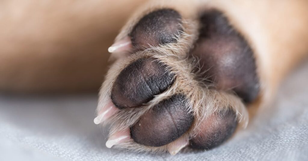dog paw anatomy
