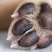 dog paw anatomy