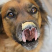 dog safe peanut butter brands