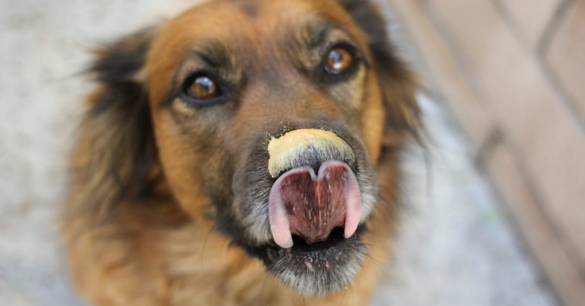 4 Dog Safe Peanut Butter Brands That Are Xylitol-Free