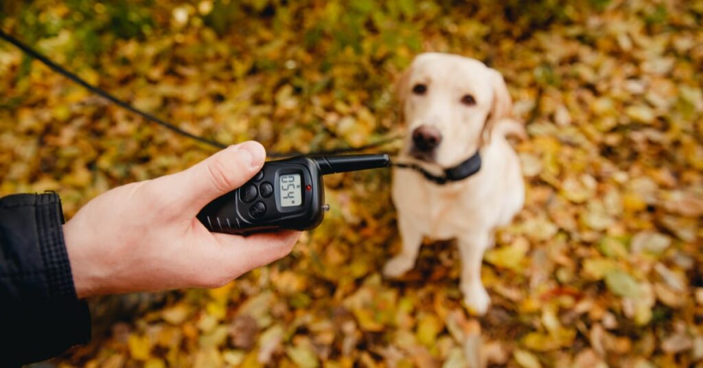 are shock collars bad for dogs