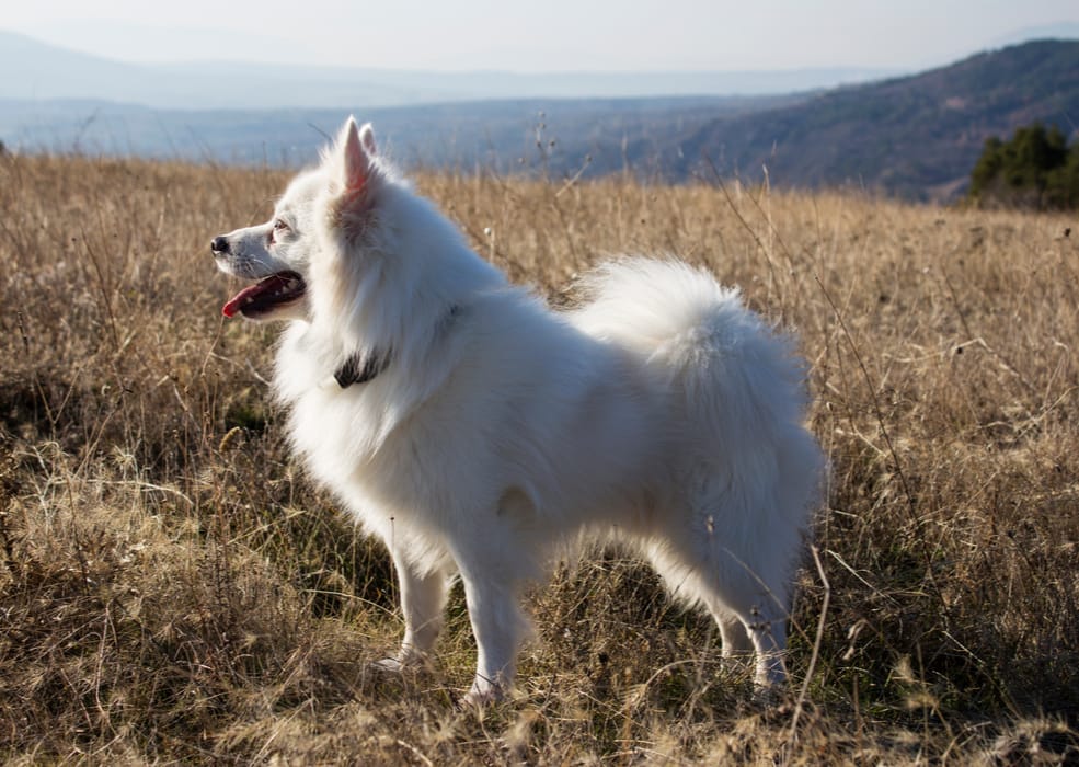 american eskimo dog