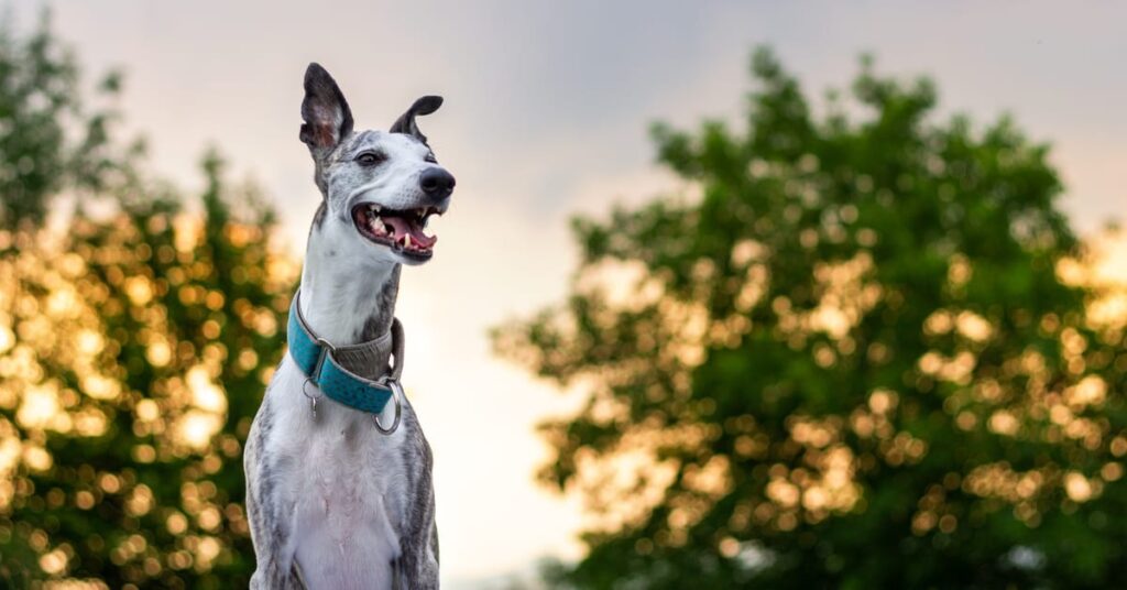 suitable toys for greyhounds