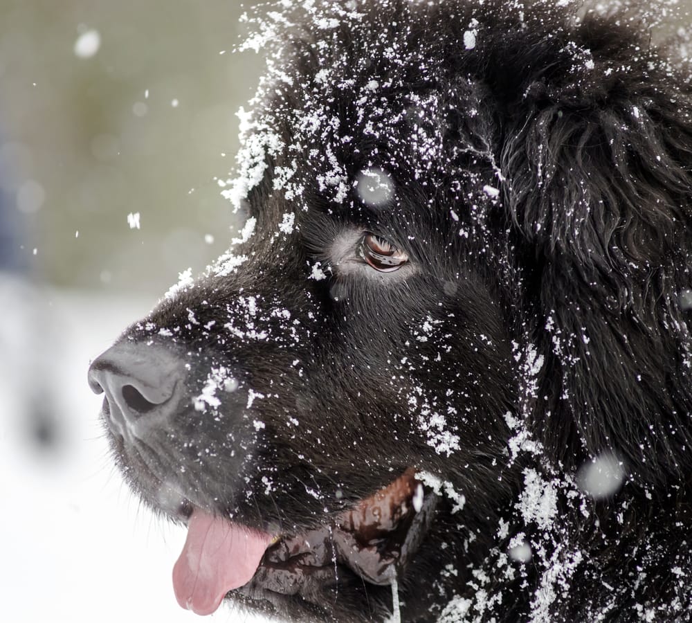 newfie dog