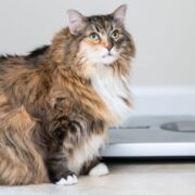 obese cat next to scale. pet obesity