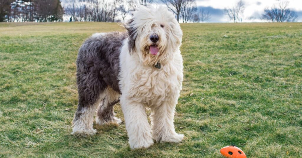 old english sheepdog