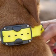 are shock collars bad for dogs