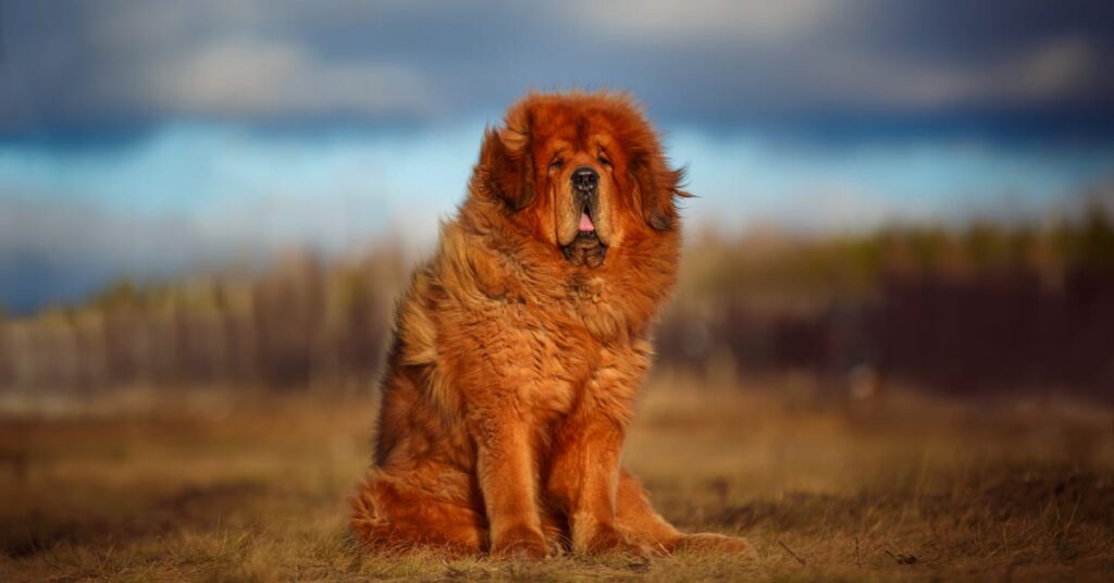 tibetan mastiff