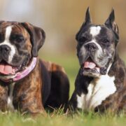 one natural dog anbd one dog with cropped ears lying on the grass. ear cropping
