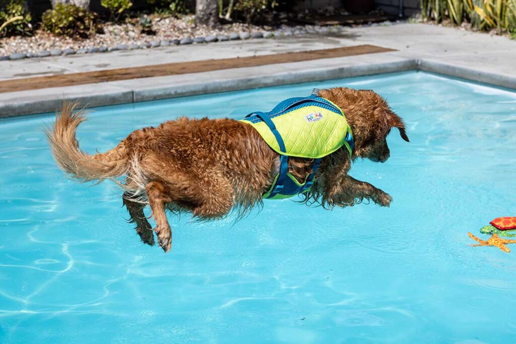 dog jumping into pool. dog water sports