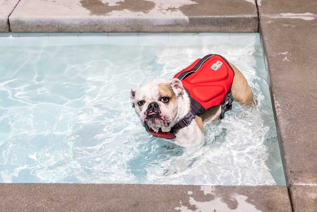 english bulldog in a pool