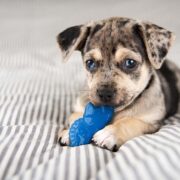 puppy teething stick