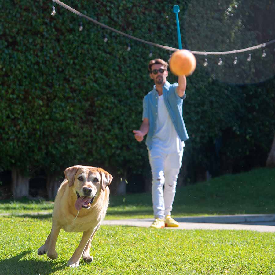 dog playing fetch