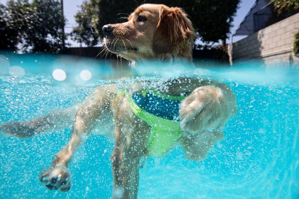 dog swimming in pool