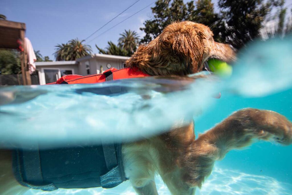 dog swimming