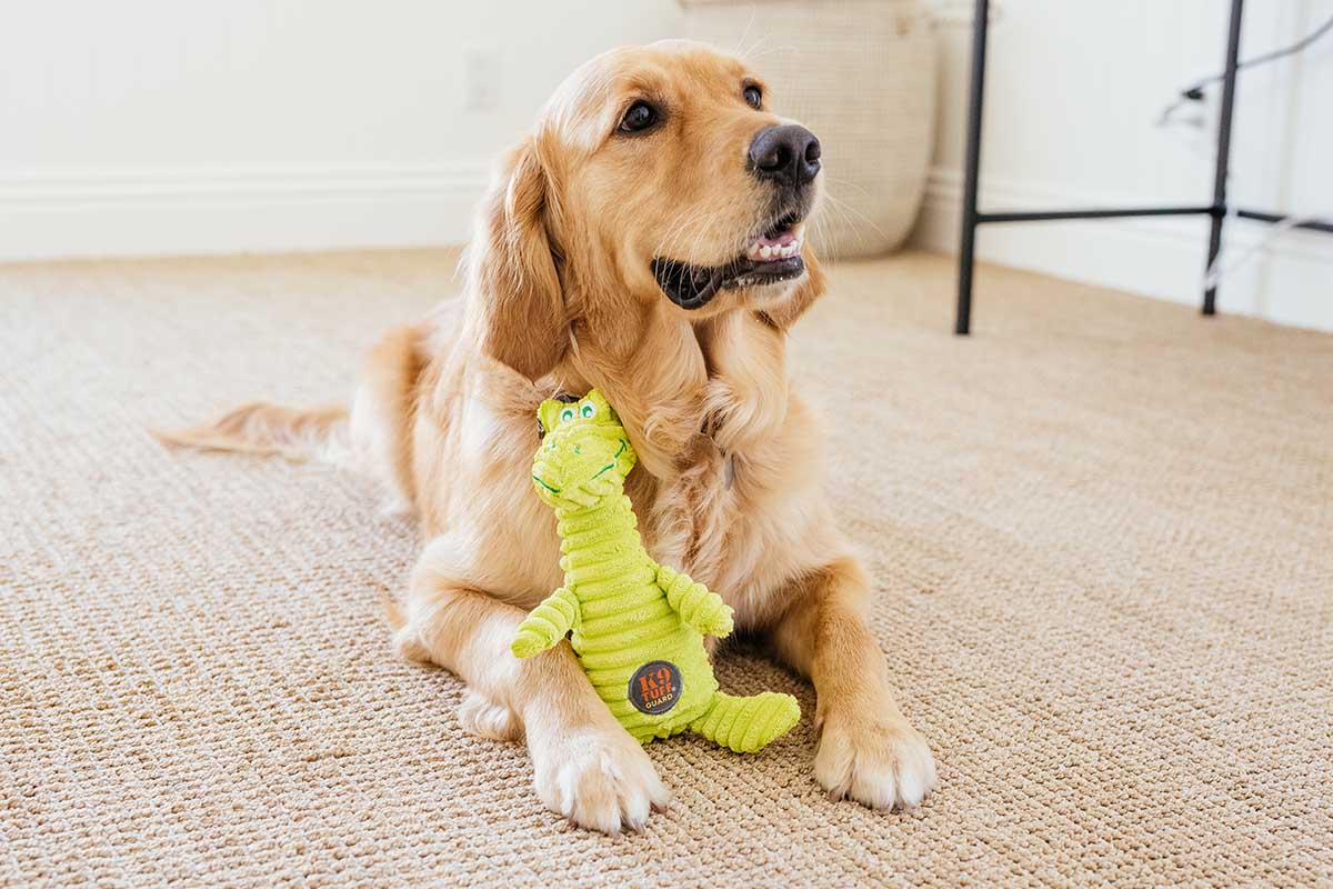 Planet Dog and Charming Pet Get a Makeover